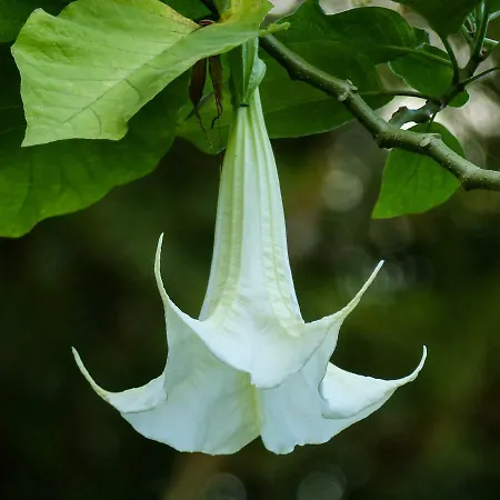 Сasa de vacaciones La Datura El Paso