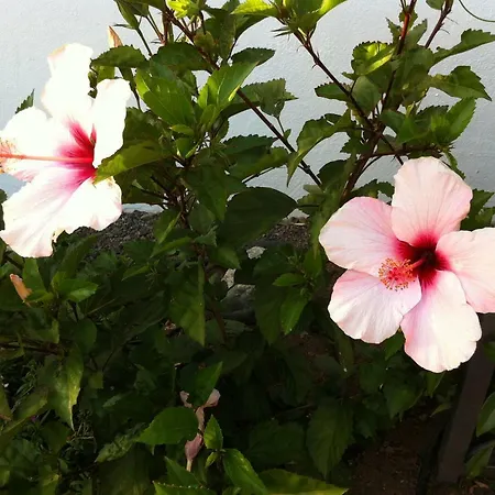 Hébergement de vacances La Datura El Paso