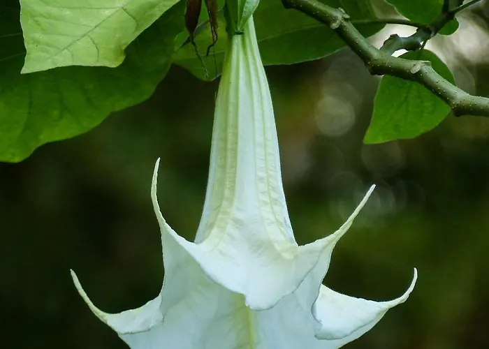 度假居 La Datura 埃尔帕索